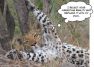 cheetah rejects marketing reality