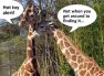 Giraffes talking about Toys R Us