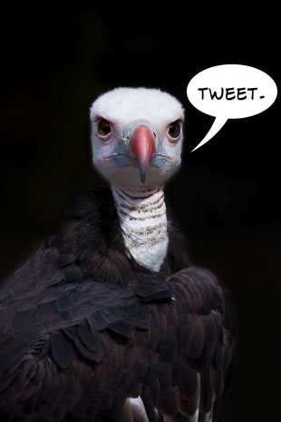 tweet-condor.jpg